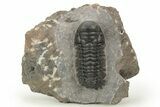 Detailed Crotalocephalina Trilobite - Atchana, Morocco #222440-2